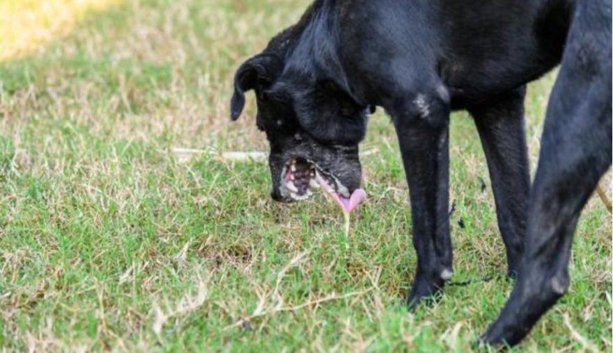 Perro saludable con pelaje brillante y articulaciones fuertes gracias al multivitamínico con probióticos