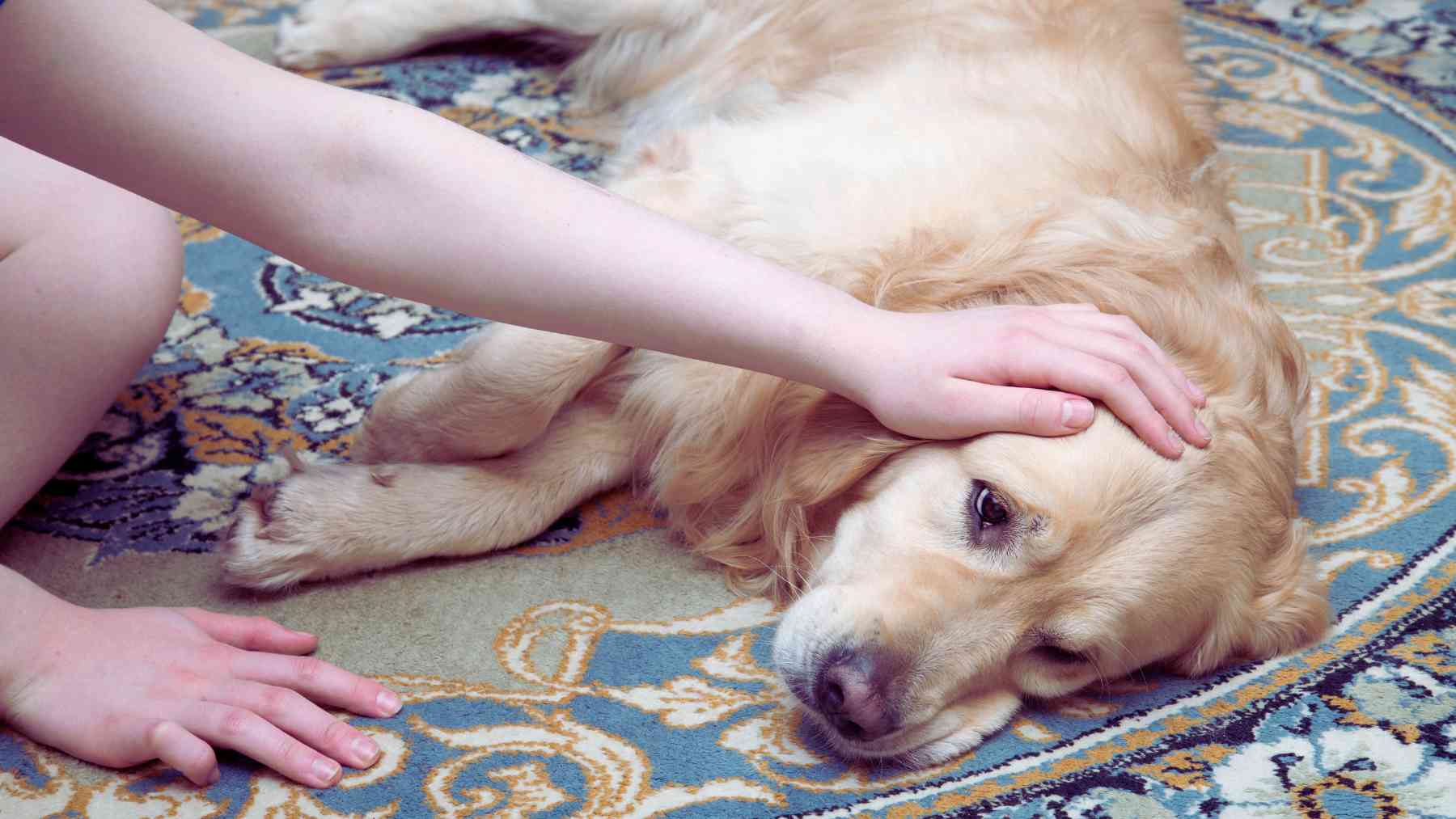 los-signos-que-demuestran-que-tu-perro-esta-sintiendo-dolor-segun-un-experto